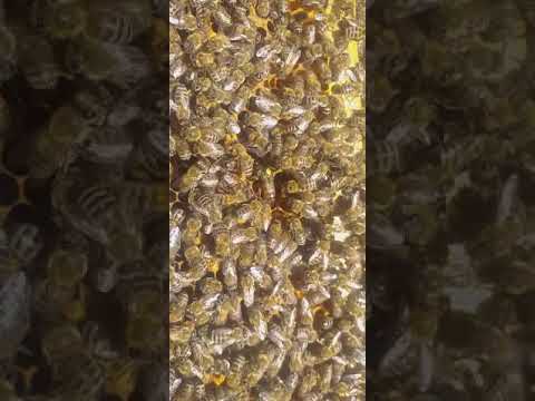 Beekeeping. What does the falcon of the egg queen look like and the attention of the bees